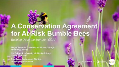Presentation slide on a conservation agreement aimed at protecting at-risk bumble bees, featuring a close-up of a bumble bee on purple flowers, with text detailing the collaboration between the University of Illinois Chicago and Cardno, now Stantec.