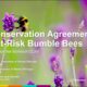 Presentation slide on a conservation agreement aimed at protecting at-risk bumble bees, featuring a close-up of a bumble bee on purple flowers, with text detailing the collaboration between the University of Illinois Chicago and Cardno, now Stantec.