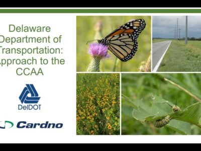Collage depicting Delaware Department of Transportation's approach to the CCAA, featuring a monarch butterfly on a thistle flower, a scenic road, a field of wildflowers, and two caterpillars on a leaf, along with the DelDOT and Cardno logos.