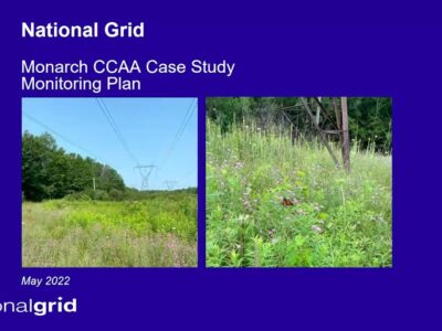Image showcasing the National Grid Monarch CCAA Case Study Monitoring Plan from May 2022. The left side features a landscape with power lines and lush vegetation, while the right side highlights a close-up of a field with flowers and a butterfly, emphasizing biodiversity and environmental monitoring efforts.