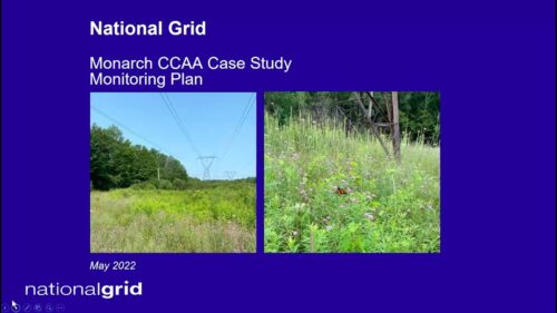 Image showcasing the National Grid Monarch CCAA Case Study Monitoring Plan from May 2022. The left side features a landscape with power lines and lush vegetation, while the right side highlights a close-up of a field with flowers and a butterfly, emphasizing biodiversity and environmental monitoring efforts.