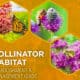 Alt text: A visually engaging guide titled "Pollinator Habitat: Establishment & Management Guide," featuring images of a monarch butterfly on a flower, a honeybee pollinating a purple bloom, and a bee on a vibrant flower. The design emphasizes the importance of creating habitats for pollinators.