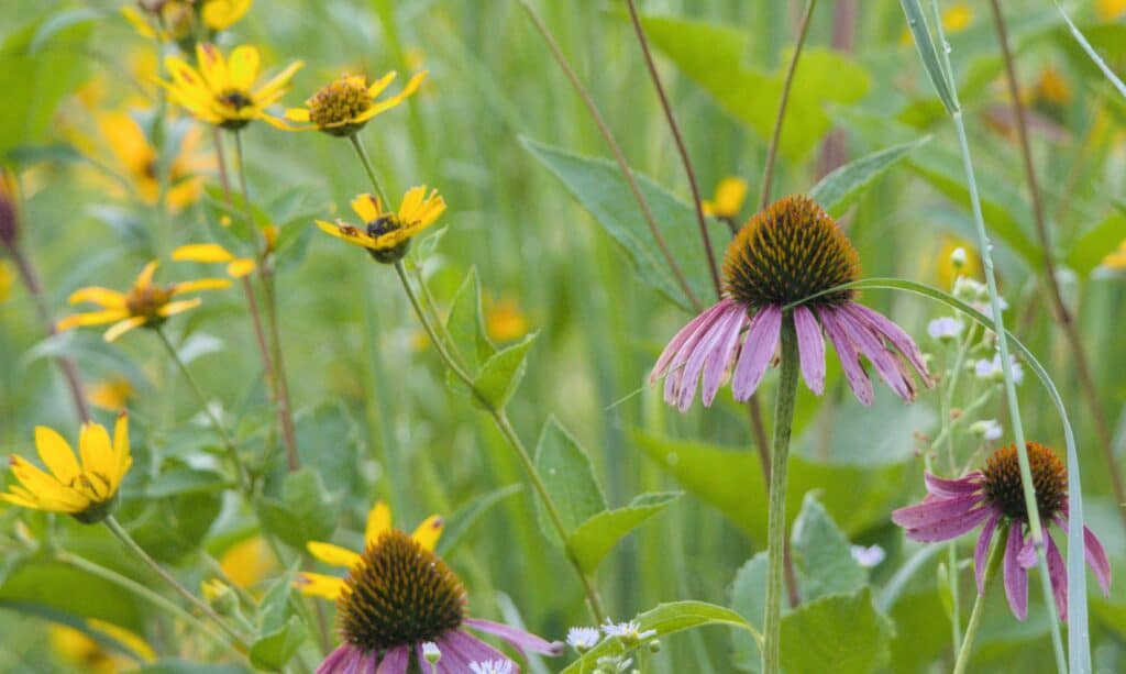 A vibrant field of wildflowers featuring yellow black-eyed Susans and purple coneflowers surrounded by lush green foliage, showcasing the beauty of a natural garden setting.