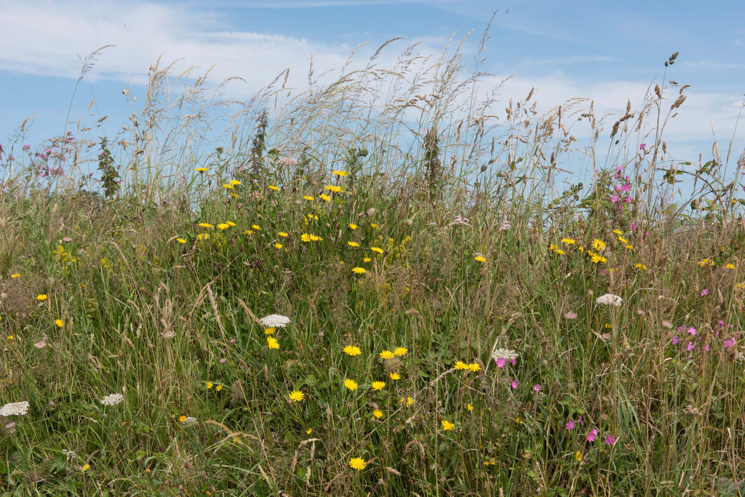 Cost-Benefit Calculator Feasibility Study - Rights-of-Way as Habitat ...